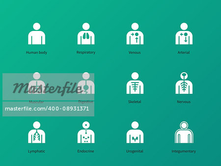 Human body systems pictograms on green background. Vector illustration.