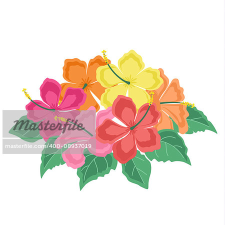Vector illustration hibiscus flower. Background with tropical flowers