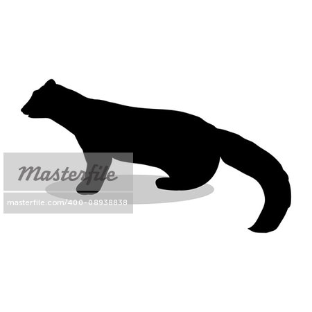 Marten wildlife black silhouette animal. Vector Illustrator.
