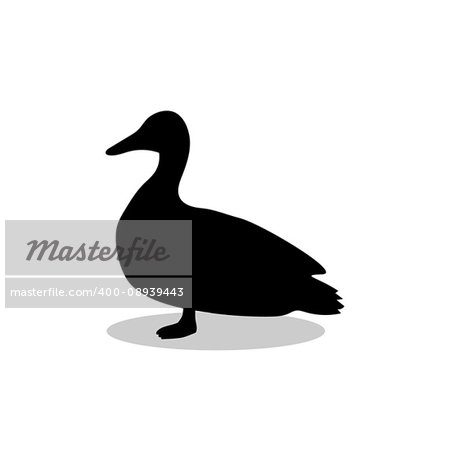 Duck bird black silhouette animal. Vector Illustrator.