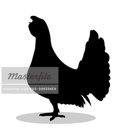Capercaillie bird  black silhouette animal. Vector Illustrator.