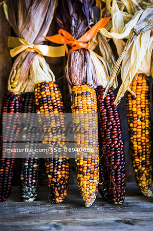 Multicoloured corn cobs on rustic wooden surface