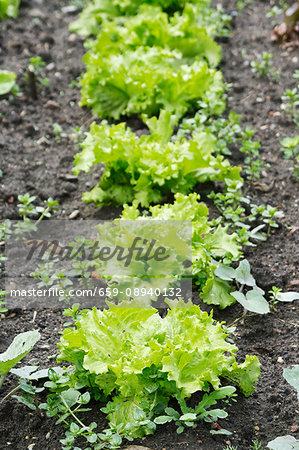 Timo lettuces in a field Timo lettuces in a field