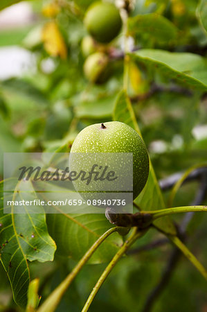 A green walnut on a tree