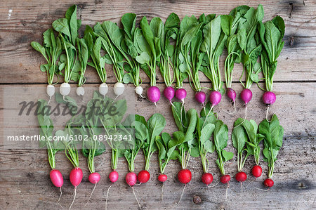 Colorful radish in row