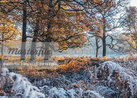 Moose among frost covered autumn woods, Richmond, London