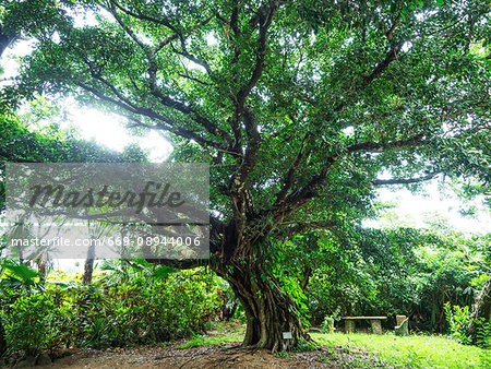 Banyan Banyan