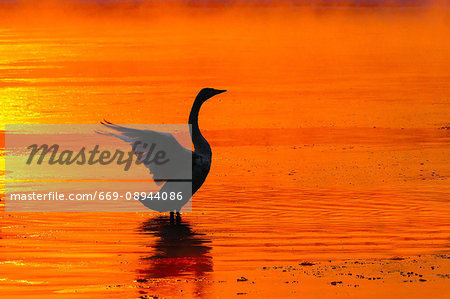 Swan and river in the morning glow