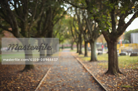 Row of trees in the park during day