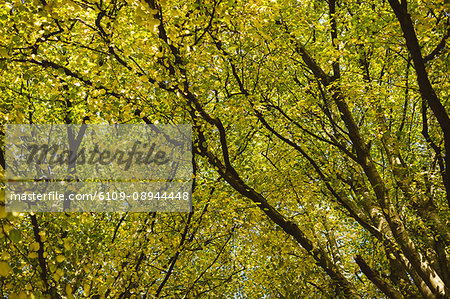 View of autumn tree during day