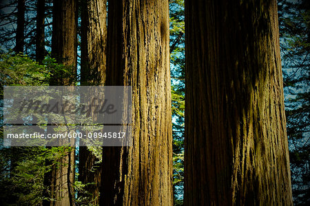 Close-up of redwood tree trunks in a forest in Northern California, USA