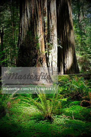 Close-up of redwood tree trunks and vegetation on forest floor in Northern California, USA