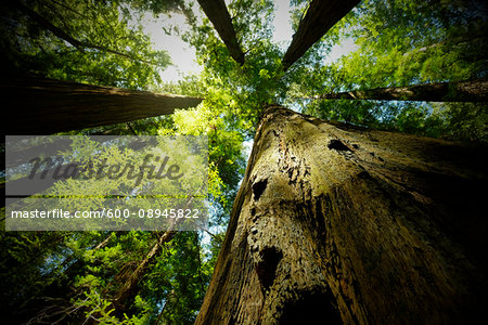 Looking up at large, sequoia trees in forest in Northern California, USA