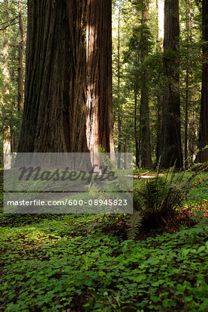 Redwood tree trunks and forest floor in Northern California, USA