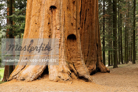 Close-up of the base of a large, sequoia tree trunk in the forest in Northern California, USA
