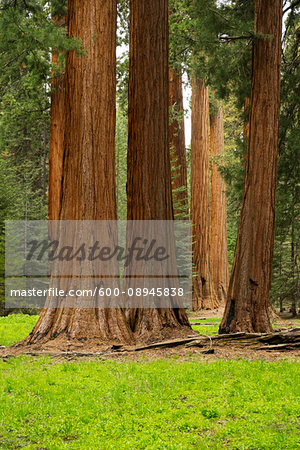 Sequoia trees in the forest in Northern California, USA