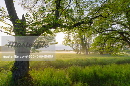 Springtime landscape of trees and grassy wetland in morning mist in Hesse, Germany