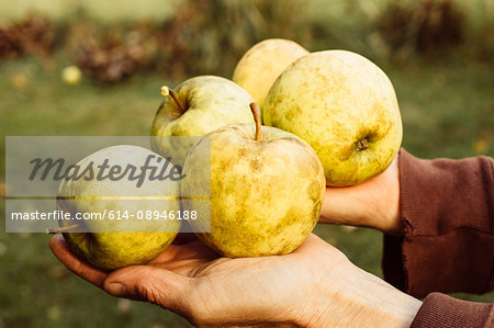 Woman holding freshly picked apples, close-up