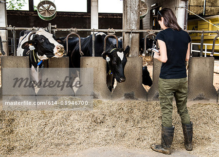 Female farmer looking at smartphone in organic dairy farm cow shed Female farmer looking at smartphone in organic dairy farm cow shed