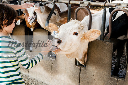 Cow licking boy's hand on organic dairy farm