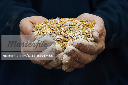 Close up of human hands holding golden malt, a major ingredient for flavouring craft beer.