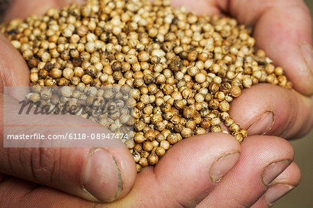 Close up of human hands holding coriander seeds used to flavour beers.