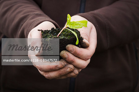 Close up of human hands holding a seedling with one leaf ready for planting.