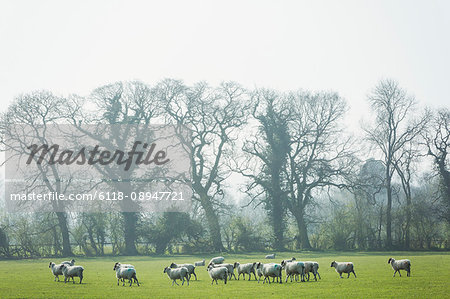 Flock of sheep on a pasture, trees in the background.