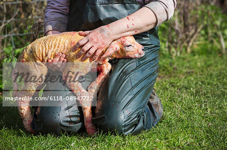 Farmer kneeling in the grass, holding a newborn lamb on her lap.