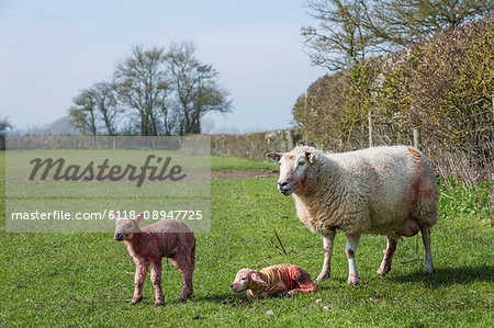 Ewe and two newborn lambs on a pasture.