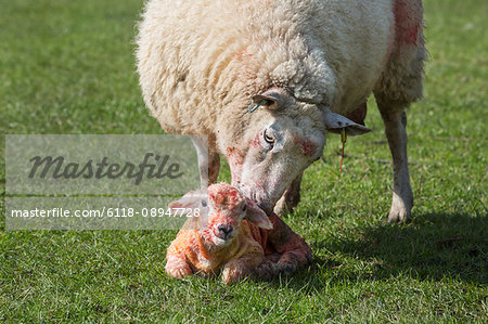 Ewe licking clean her newborn lamb lying in the grass.