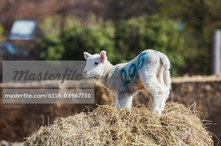 Newborn lamb standing on a bale of straw.