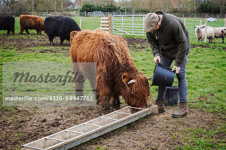 A man filling a feed trough for a group of highland cattle in a field.