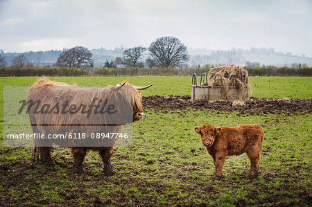 A highland cow and calf in a field by a hay feed holder.