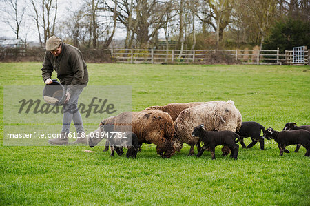 A group of adult sheep and lambs following a man springking feed on from a bucket onto the ground.