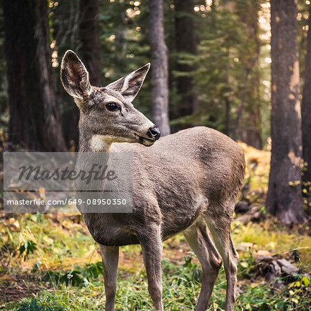 Deer looking over it's shoulder in forest, Yosemite National Park, California, USA