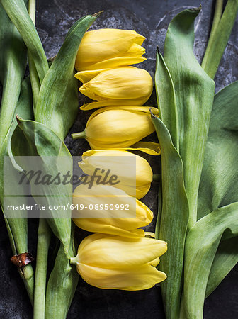 Cut tulip heads and stalks