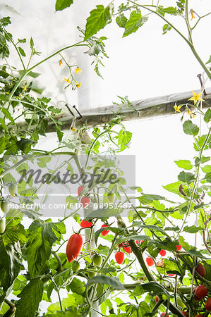 Tomatoes on plant