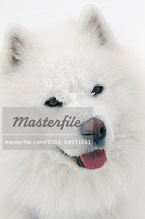 Portrait of white dog