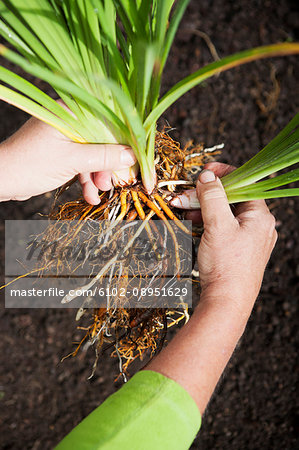 Dividing plant