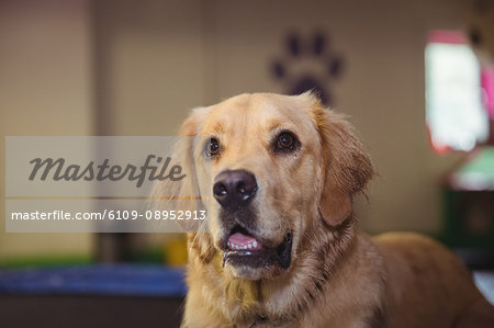 Curious golden retriever