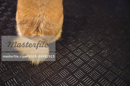 Tail of shiba inu puppy