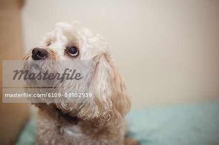 Close-up of toy poodle puppy