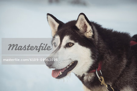 Siberian dog with harness on neck