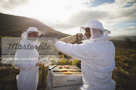 Male and female beekeepers examining hive frame at apiary
