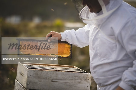 Midsection of male beekeeper examining hive frame at apiary