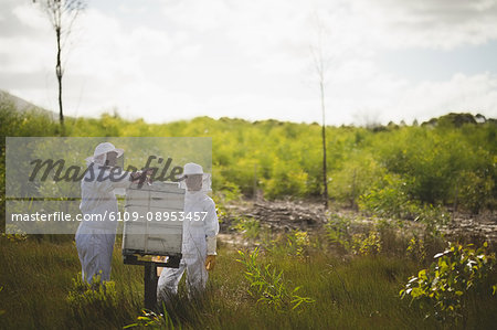 Male and female beekeepers working on honeycomb on field