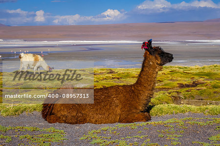 Lamas herd in Laguna colorada, sud Lipez Altiplano reserva Eduardo Avaroa, Bolivia