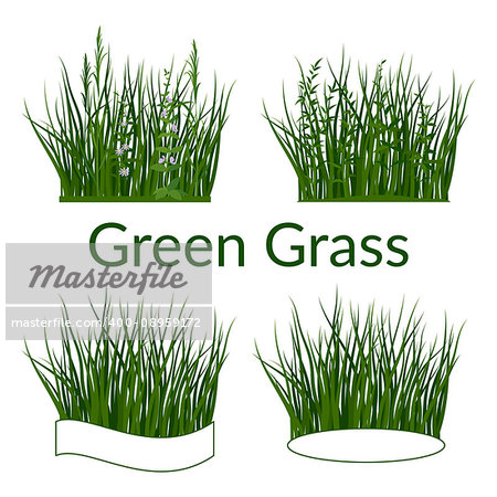 Set of Summer and Spring Landscape Elements, Green Grass, Lilac Flowers and Place for Your Text, Isolated on White Background. Vector