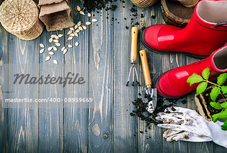 Gardening tools with soil red boots and seedlings tomato on wooden board in rustic style. Copyspace and top view